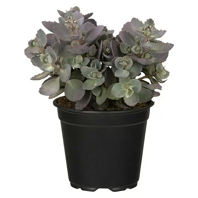 Piardino Garten-Fettblatt - Sedum cauticola Red Canyon - Vorderansicht