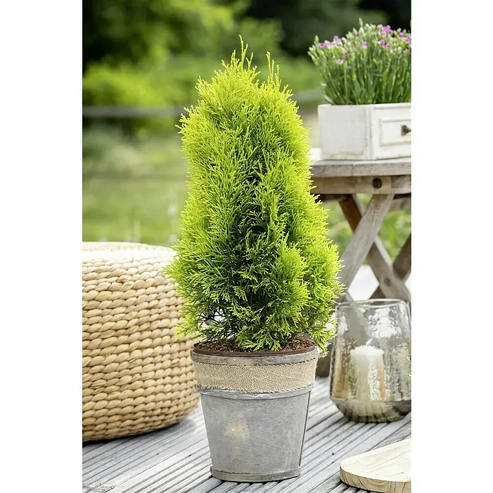 Piardino Lebensbaum - Thuja occidentalis 'Golden Smaragd', Topfgröße: 19 cm - Der bezaubernde, immergrüne Zitronenzypresse 'Goldcrest' in einem dekorativen Topf mit Juteband ist ein echter Hingucker.