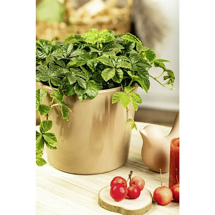 pflanzenratgeber zimmerpflanzen Rette mich: Zimmerpflanzen 12er Set kaufen main image 0