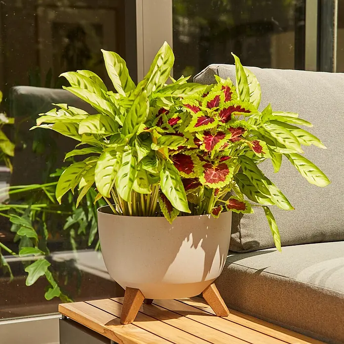 Siena Garden Pflanztopf OSLO PURE - Creme, Kunststoff, Außenmaß (Ø x H): 47 x 26,5 cm - Cremefarbener Pflanzkübel mit Holzfüßen, gefüllt mit grünen und roten Pflanzen, auf einem Terrassentisch.