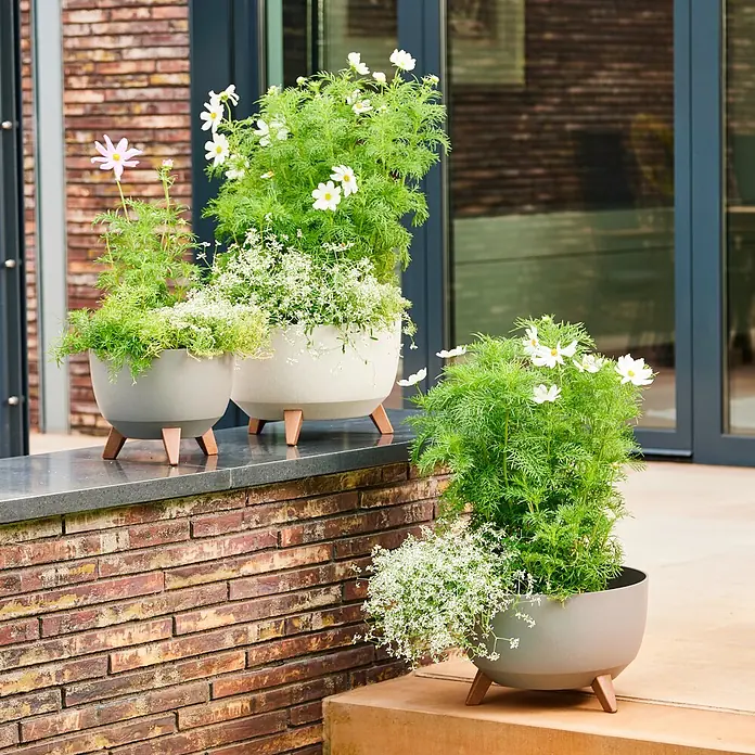 Siena Garden Pflanztopf OSLO PURE - Creme, Kunststoff, Außenmaß (Ø x H): 47 x 26,5 cm - Runde, zweifarbige Pflanzgefäße mit Holzbeinen, gefüllt mit Pflanzen und weißen Blüten auf einer Terrasse.