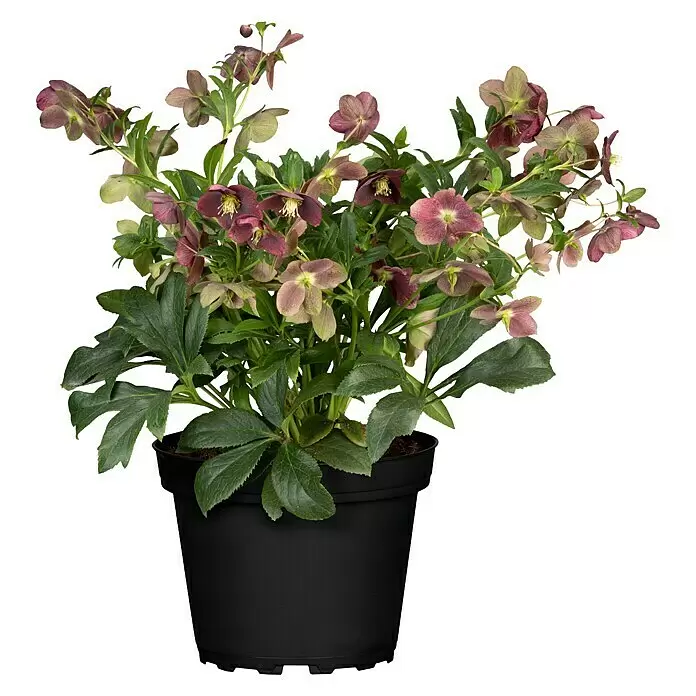 Piardino ChristroseHelleborus orientalis, Topfgröße: 19 cm, Rosa