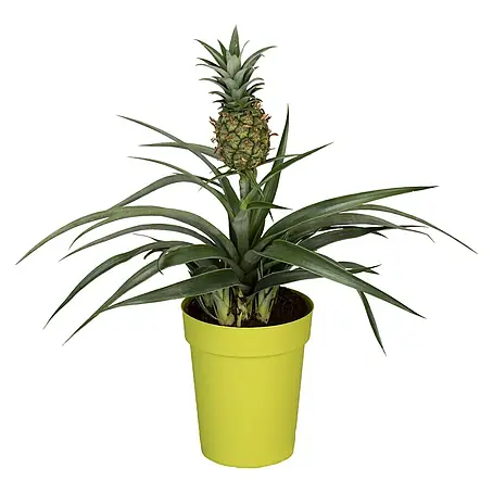 Piardino Ananas