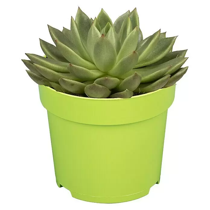 Piardino Echeverie - Echeveria agavoides Miranda, Topfgröße: 12 cm, Blattfarbe: Dunkelgrün - Vorderansicht