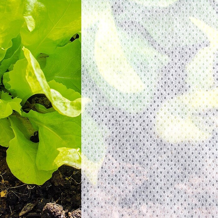 BR Garden Prezimitvena koprena  (10 x 1,6 m, 30 g/m²) | 7481 - Folien / Netze / Winterschutz | IAGG - Gartenartikel | IAG - Außenbereichsausstattung | IA - Gartenhartware | I - Stadtgarten | BAUHAUS