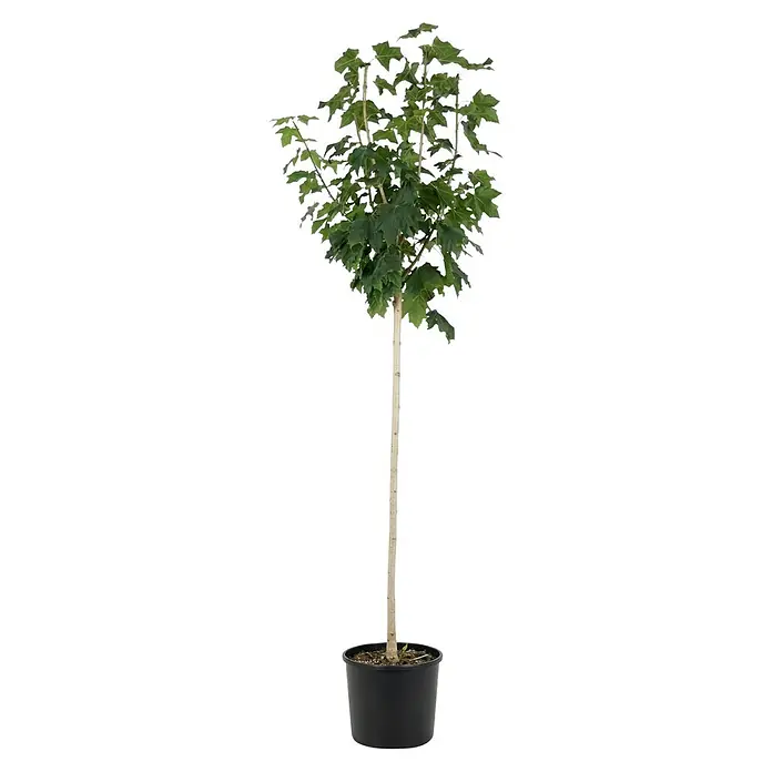 Piardino Kugel-Ahorn Globosum - Acer platanoides, Topfvolumen: 18 l, Aktuelle Wuchshöhe: 170 cm - Topfbaum mit grünen, gelappten Blättern und schlankem Stamm in einem schwarzen Pflanzgefäß.