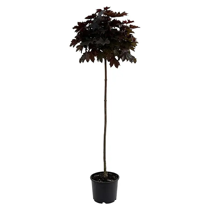 Piardino Spitzahorn Crimson Sentry - Acer platanoides, Aktuelle Wuchshöhe: 200 cm, Stammhöhe: 150 cm - Getopfter dunkelblättriger Ahornbaum mit dünnem Stamm in einem schwarzen Kunststofftopf.