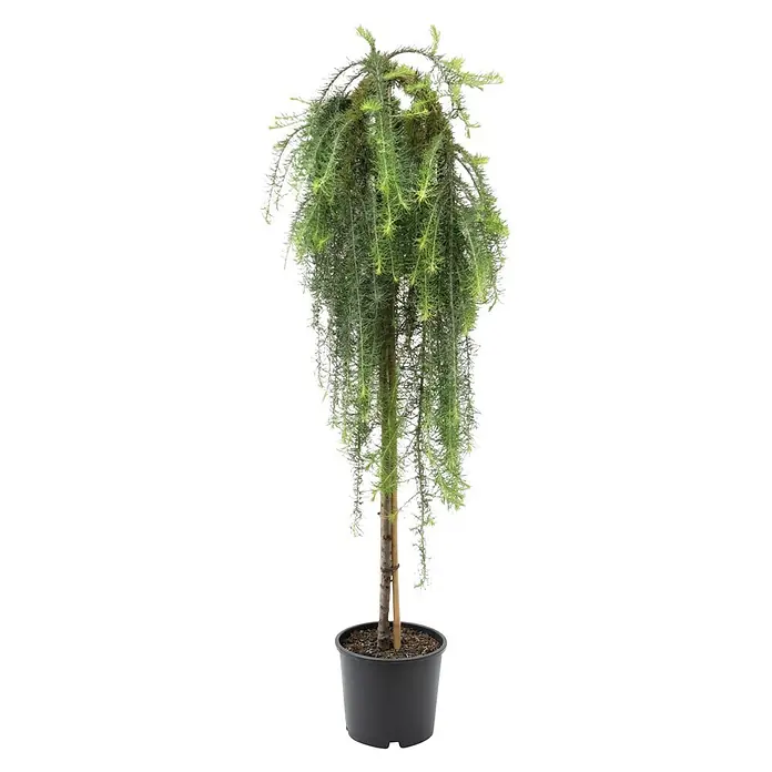 Piardino Japanische Lärche Stiff Weeper - Larix kaempferi, Aktuelle Wuchshöhe: 200 cm, Stammhöhe: 150 cm - Gepotteter Hänge-Lärche-Baum mit kaskadierendem grünem Laub in einem schwarzen Topf.
