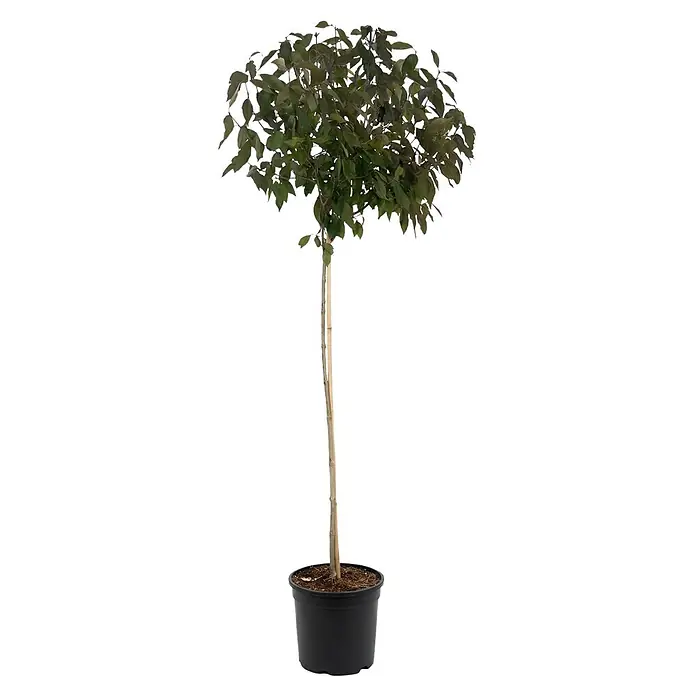 Piardino Chinesische Schönfrucht Autumn Glory - Callicarpa bodinieri, Aktuelle Wuchshöhe: 150 cm - Kleines getopftes Topiary-Bäumchen mit schlankem Stamm und dichter, runder Krone aus grünen Blättern in einem schwarzen Pflanzgefäß.