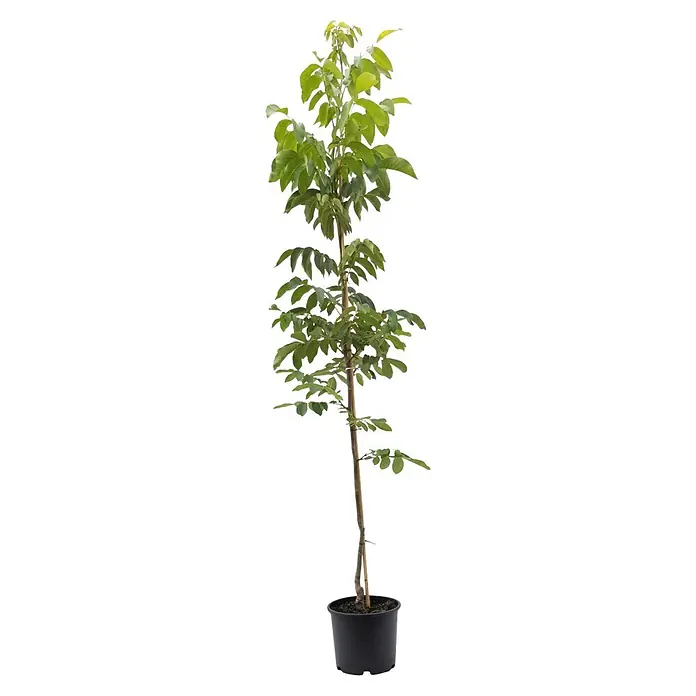 Piardino Walnussbaum Broadview - Juglans regia, 18 l, Aktuelle Wuchshöhe: 175 cm - 200 cm - Junge Pflanze mit grünen Blättern, an einem Stab gestützt, in einem schwarzen Topf.