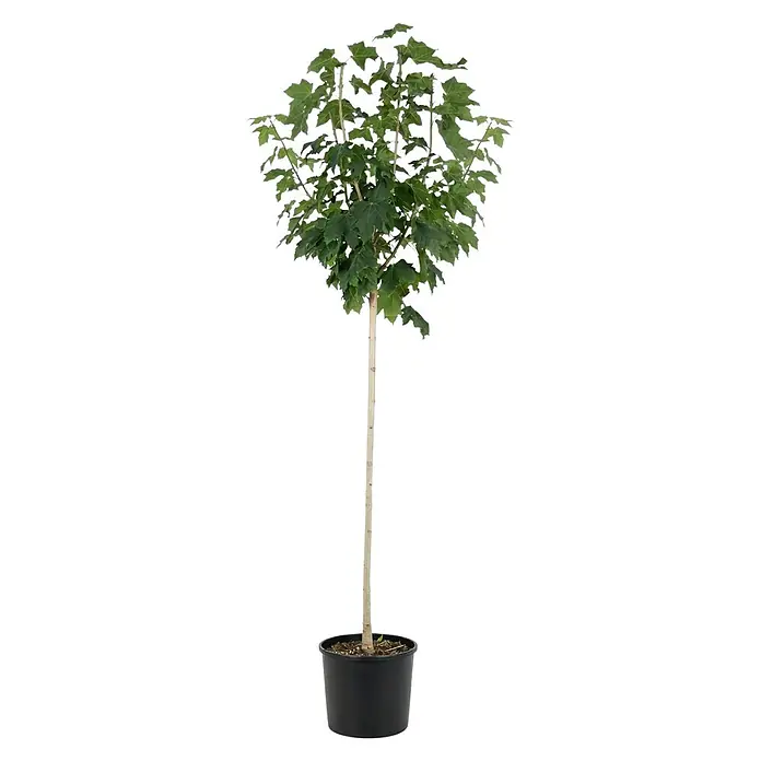 Piardino Kugel-Ahorn Globosum - Acer platanoides, Aktuelle Wuchshöhe: 170 cm, Stammhöhe: 120 cm - Topfbaum mit grünen Blättern und hellem Stamm in einem schwarzen Topf.