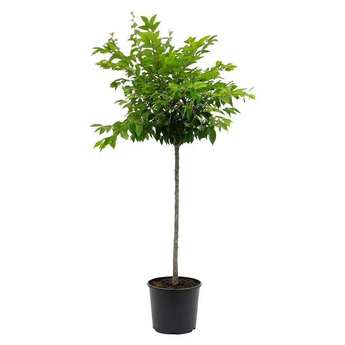 Piardino Zierkirsche - Prunus subhirtella 'Autumnalis Rosea', Topfvolumen: 18 l, Stammhöhe: 150 cm, Aktuelle Wuchshöhe: 170 cm, Rosa - Kleiner Topfbaum mit grünen Blättern und schlankem Stamm in einem schwarzen Plastiktopf.