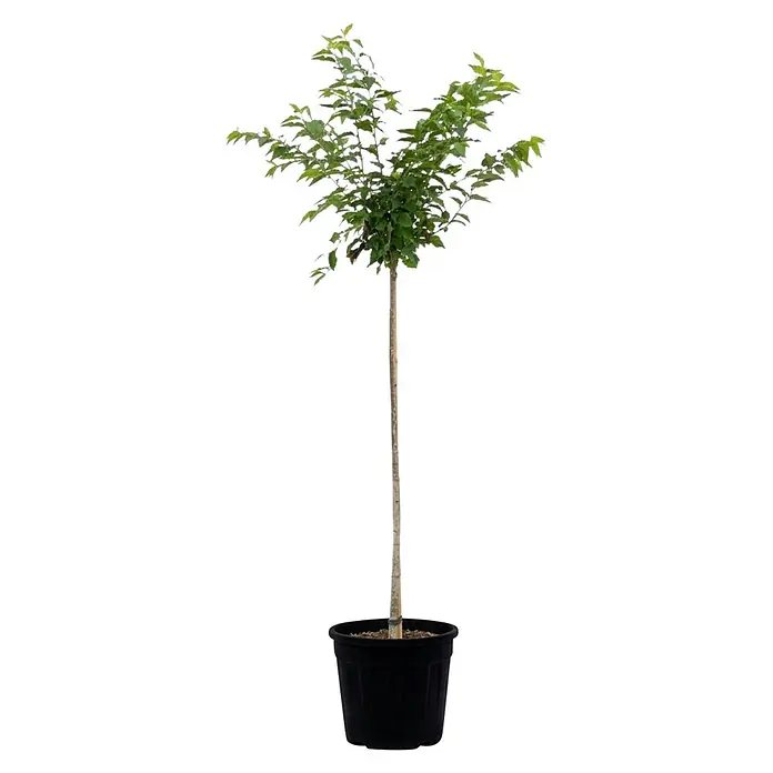 Piardino Zierkirsche - Prunus nipponica 'Brillant', Topfvolumen: 18 l, Aktuelle Wuchshöhe: 170 cm, Rosa - Kleiner Baum mit grünen Blättern und schlankem Stamm in einem schwarzen Topf.