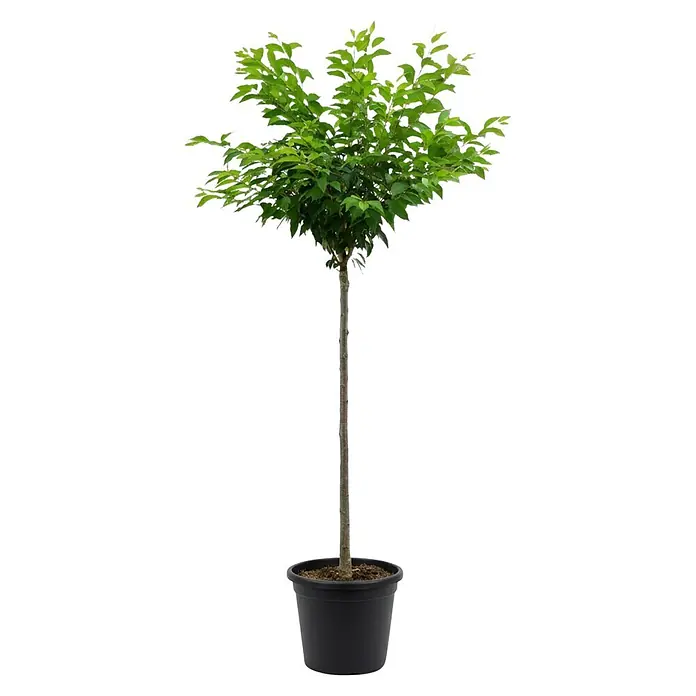 Piardino Zierkirsche - Prunus subhirtella 'Autumnalis Rosea', Topfvolumen: 18 l, Stammhöhe: 120 cm, Aktuelle Wuchshöhe: 170 cm, Rosa - Kleiner grüner Topfbaum mit schlankem Stamm in einem schwarzen Topf.