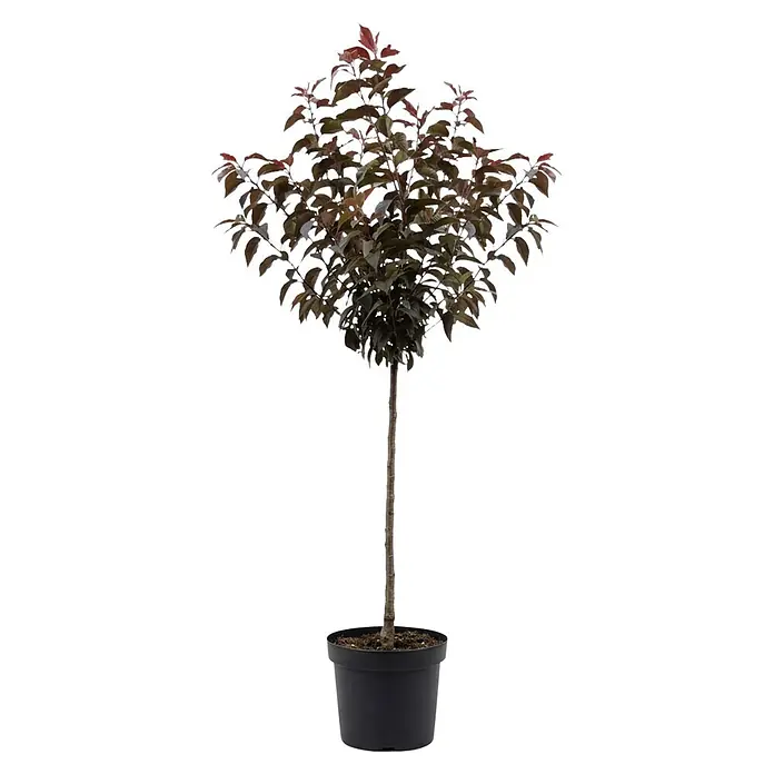 Piardino Zierkirsche Royal Burgundy - Prunus serrulata, Aktuelle Wuchshöhe: 170 cm, Stammhöhe: 120 cm - Kompakter Zierbaum mit dunkelgrünen und roten Blättern im schwarzen Topf.