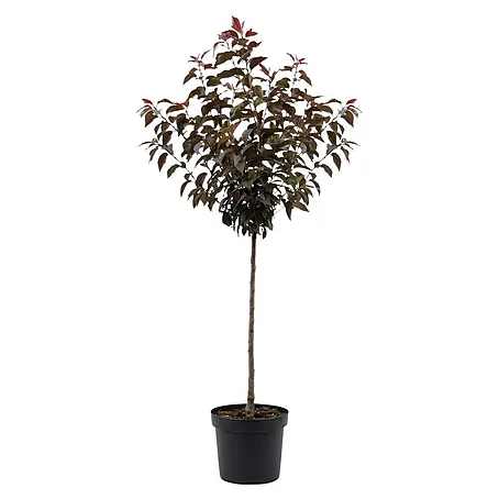 Piardino  Zierkirsche Royal Burgundy