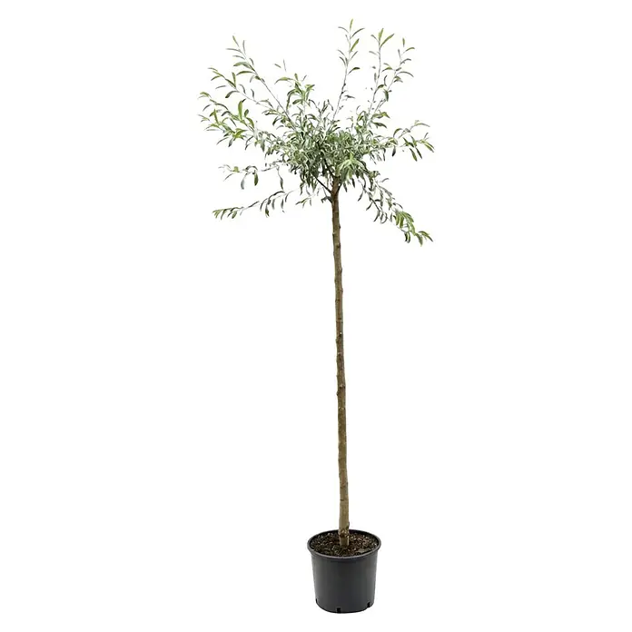 Piardino Silberbirne Pendula - Aktuelle Wuchshöhe: 60 cm - 80 cm - Ein kleiner Topfbaum mit grünen Blättern und einem schlanken braunen Stamm in einem schwarzen Pflanzgefäß.
