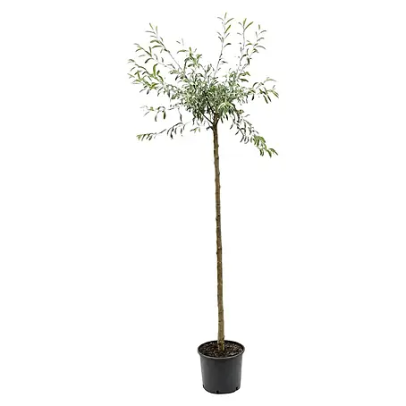 Piardino  Silberbirne Pendula