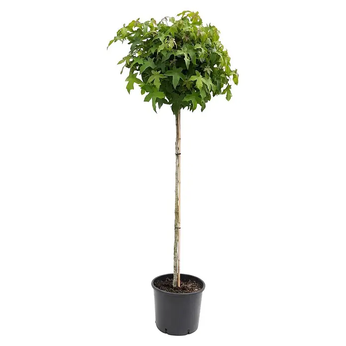 Piardino Amberbaum Gum ball - Liquidambar styraciflua, 12 l, Aktuelle Wuchshöhe: 150 cm - Junger Topfbaum mit grünen, gelappten Blättern und Stützpfahl in schwarzem Topf.