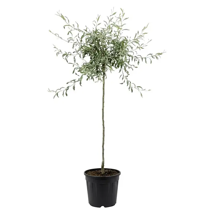 Piardino Silberbirne Pendula -  - Kleiner Topfbaum mit silbrig-grünen Blättern und dünnem Stamm in schwarzem Pflanzgefäß.