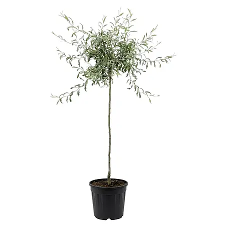 Piardino  Silberbirne Pendula