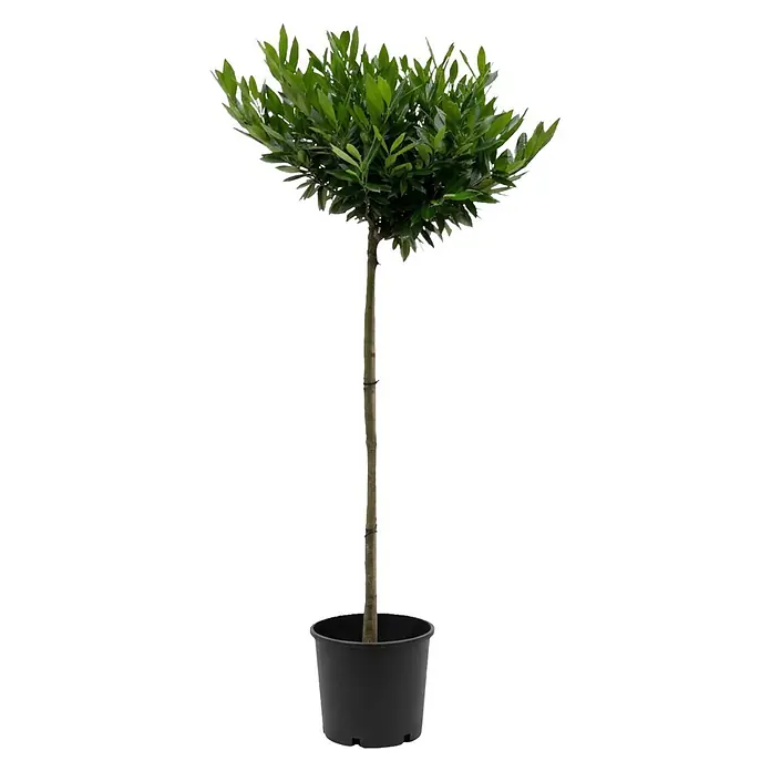 Piardino Kirschlorbeer Otto Luyken - Prunus laurocerasus, Topfvolumen: 7 l, Aktuelle Wuchshöhe: 150 cm - Getopfter Lorbeer-Hochstamm mit dichtem grünem Laub und schlankem Stamm in einem schwarzen Topf.