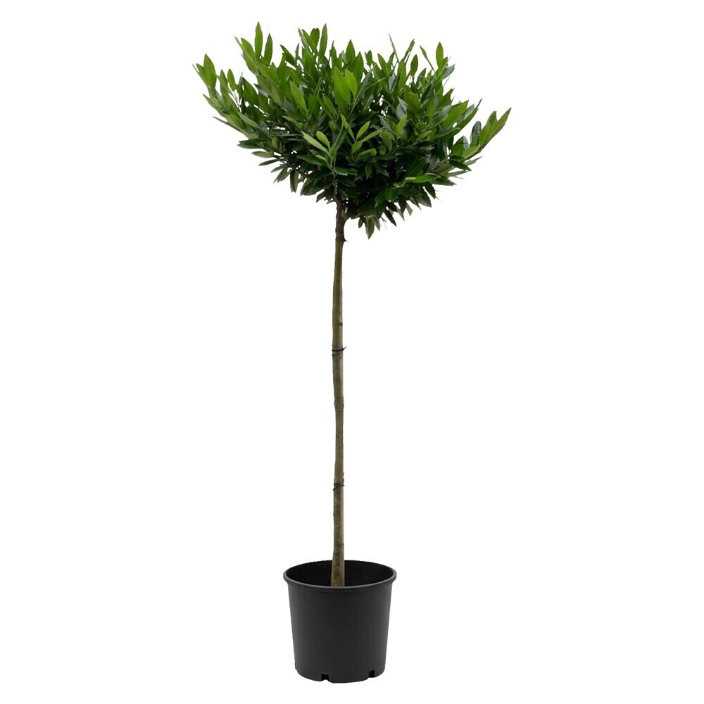 Piardino Kirschlorbeer Otto Luyken - Prunus laurocerasus, Topfvolumen: 7 l,  Aktuelle Wuchshhe: 150 cm online kaufen bei BAUHAUS