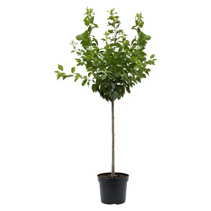 Piardino Zierkirsche - Prunus serrulata 'Kanzan', Aktuelle Wuchshöhe: 170 cm, Stammhöhe: 120 cm - Kleiner Topfbaum mit grünen Blättern und dünnem Stamm in einem schwarzen Plastiktopf.