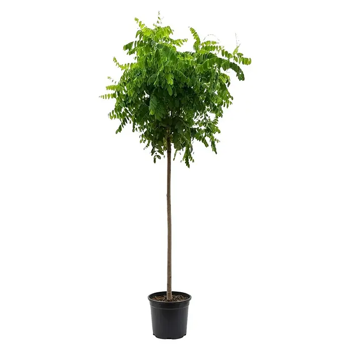 Piardino Kugel-Robinie - Robinia pseudoacacia Umbraculifera, 18 l, Stammhöhe: 150 cm - Ein kleiner, getopfter Baum mit dünnem braunen Stamm und üppigen grünen Blättern in einem schwarzen Topf.