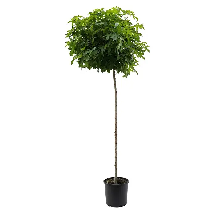 Piardino Amberbaum Gum ball - Liquidambar styraciflua, 18 l, Aktuelle Wuchshöhe: 150 cm - Kleiner Topfbaum mit geradem Stamm und üppigen grünen, gelappten Blättern in einem schwarzen Topf.