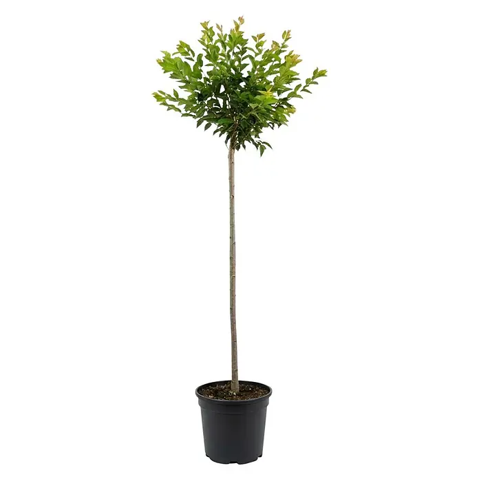 Piardino Zierkirsche - Prunus subhirtella Autumnalis, Topfvolumen: 18 l, Stammhöhe: 150 cm, Rosa - Junger Baum mit grünen Blättern und schlankem Stamm, in einem schwarzen Kunststofftopf.