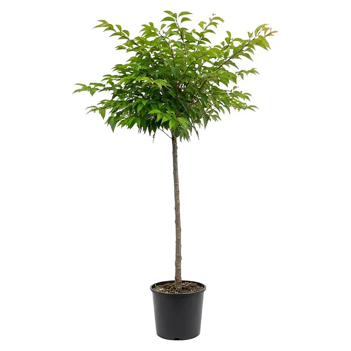 Piardino Zierkirsche - Prunus subhirtella Autumnalis, Topfvolumen: 18 l, Stammhöhe: 120 cm, Rosa - Junger Topfbaum mit üppig grünen Blättern und schlankem braunen Stamm in einem schwarzen Pflanzgefäß.