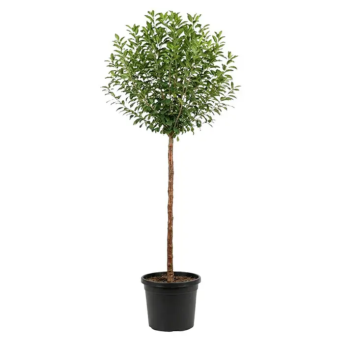 Piardino Zierkirsche - Prunus serrulata Umbraculifera, Aktuelle Wuchshöhe: 170 cm, Stammhöhe: 120 cm - Topfgrüner Formschnittbaum mit dichter, runder Krone und schlankem braunem Stamm in einem schwarzen Plastiktopf.
