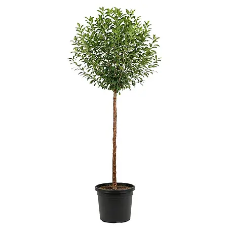 standort philodendron Philodendron scandens Brasil