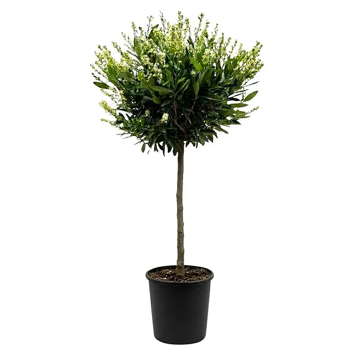 Piardino Kirschlorbeer Otto Luyken - Prunus laurocerasus, Topfvolumen: 7 l, Aktuelle Wuchshöhe: 120 cm - Getopfter Buchsbaum-Hochstamm mit grünen Blättern und kleinen weißen Blüten, in einem schwarzen Topf.