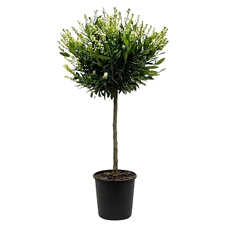 Piardino Kirschlorbeer Etna - Prunus laurocerasus, Topfvolumen: 7 l,  Stammhhe: 120 cm online kaufen bei BAUHAUS