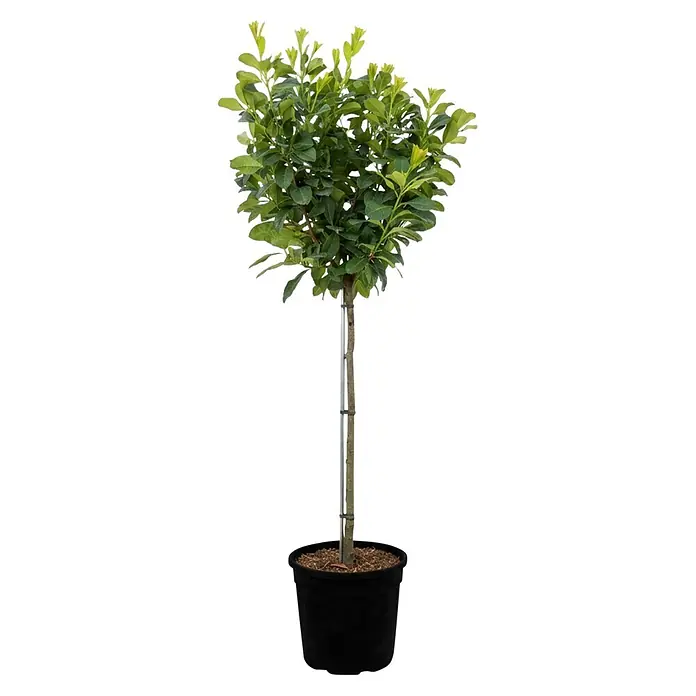Piardino Kirschlorbeer Etna - Prunus laurocerasus, Topfvolumen: 7 l,  Stammhhe: 120 cm online kaufen bei BAUHAUS