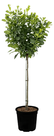 gloriosum philodendron Philodendron Gloriosum – Lost in the Forrest