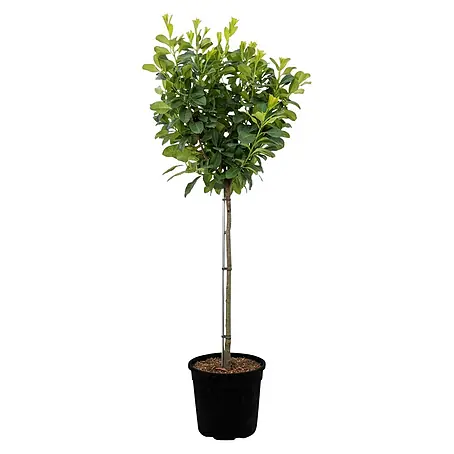 Piardino Kirschlorbeer Etna - Prunus laurocerasus, Topfvolumen: 7 l,  Stammhhe: 120 cm online kaufen bei BAUHAUS