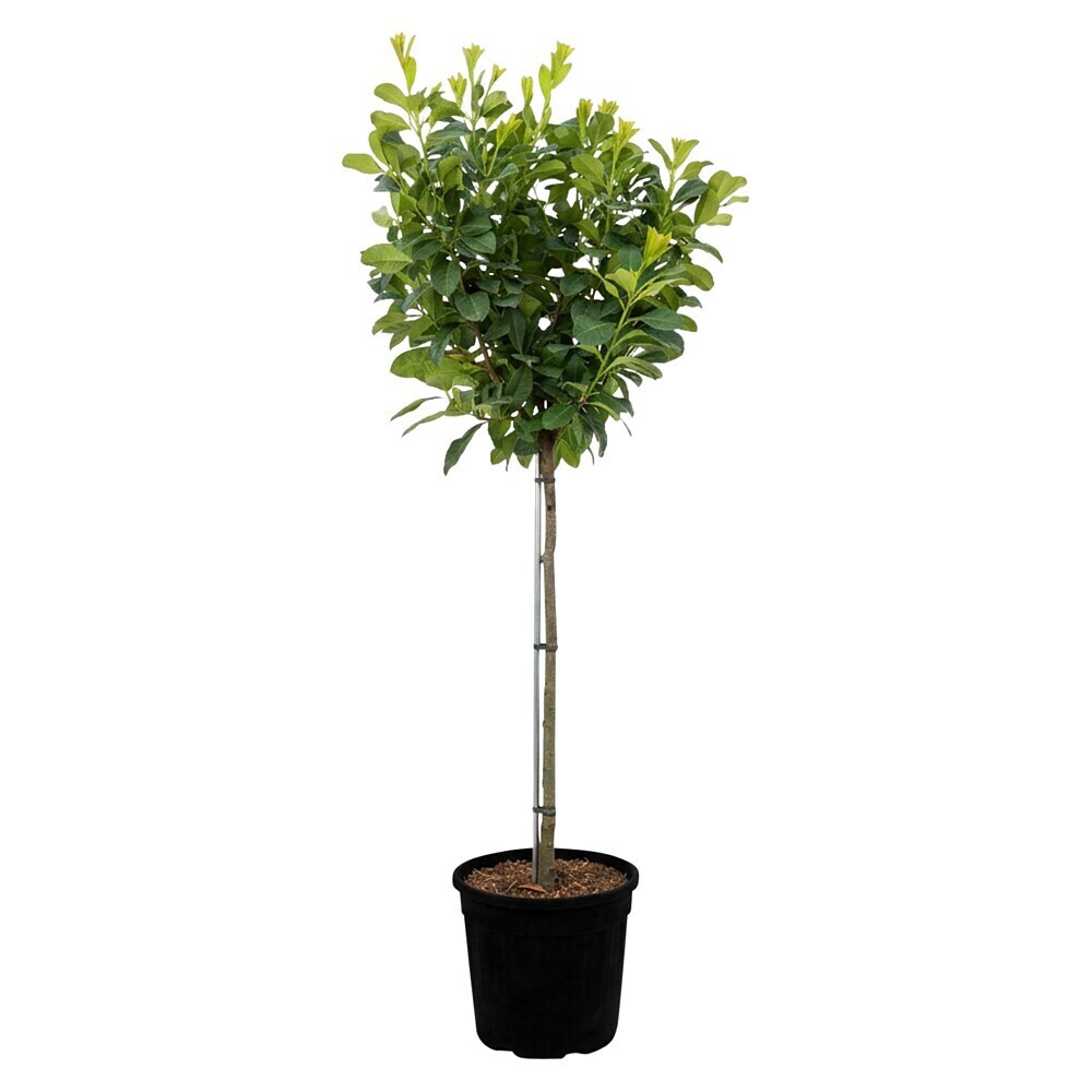 liguster preis Ovalblättriger Liguster (Ligustrum ovalifolium) | 150-175 cm mit  Wurzelballen