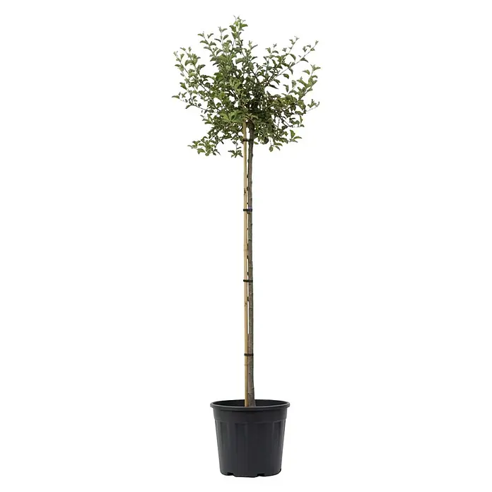 Piardino Zierapfel Tina - Malus toringo, Aktuelle Wuchshöhe: 200 cm, Stammhöhe: 150 cm - Kleiner Topfbaum mit grünem Laub, schlankem Stamm, an Holzpfahl gestützt, in schwarzem Plastiktopf.