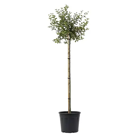 Piardino Kirschlorbeer Etna - Prunus laurocerasus, Topfvolumen: 7 l,  Stammhhe: 120 cm online kaufen bei BAUHAUS