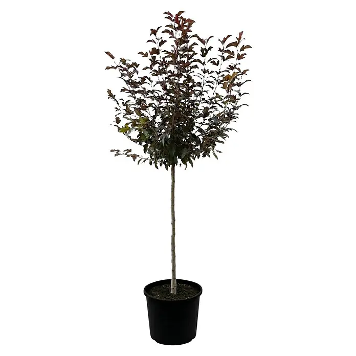 Piardino Zierapfel Freja - Malus toringo, Aktuelle Wuchshöhe: 200 cm, Stammhöhe: 150 cm - Junger Baum mit dunklen, rötlich-grünen Blättern und schlankem Stamm in einem schwarzen Topf.