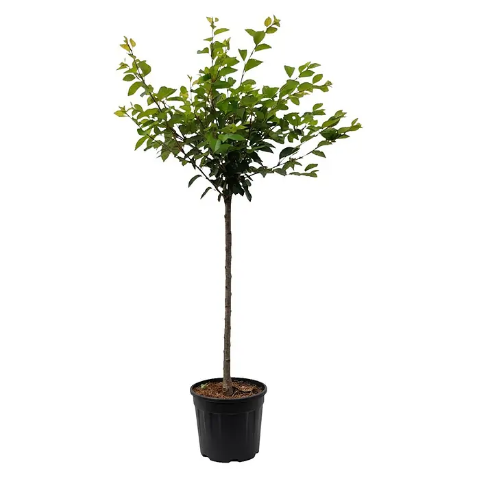 Piardino Zierkirsche - Prunus 'Accolade', Aktuelle Wuchshöhe: 200 cm, Stammhöhe: 150 cm - Kleiner Baum mit grünen Blättern und braunem Stamm in einem schwarzen Kunststofftopf.