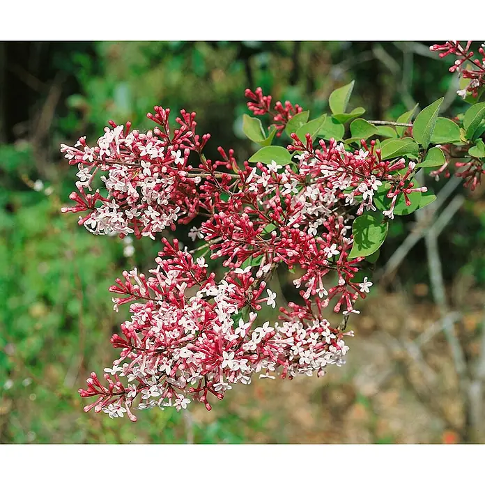 Pflanzen für dich Flieder 125-150 cm - Syringa microphylla 'Superba' - Rote und weiße Blüten in Dolden an einem Zweig mit grünen Blättern.