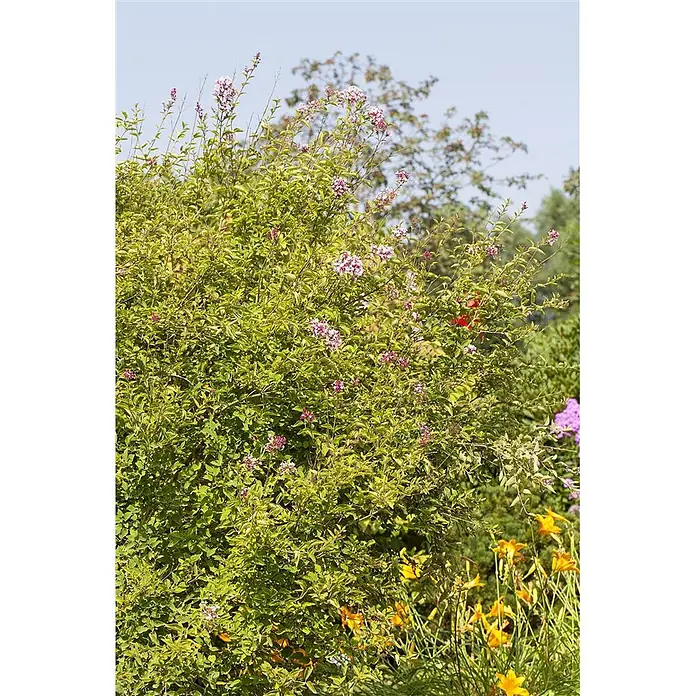 Pflanzen für dich Flieder 125-150 cm - Syringa microphylla 'Superba' - Grüner Busch mit kleinen, hellrosa bis violetten Blüten, mit anderen Pflanzen im Vordergrund.