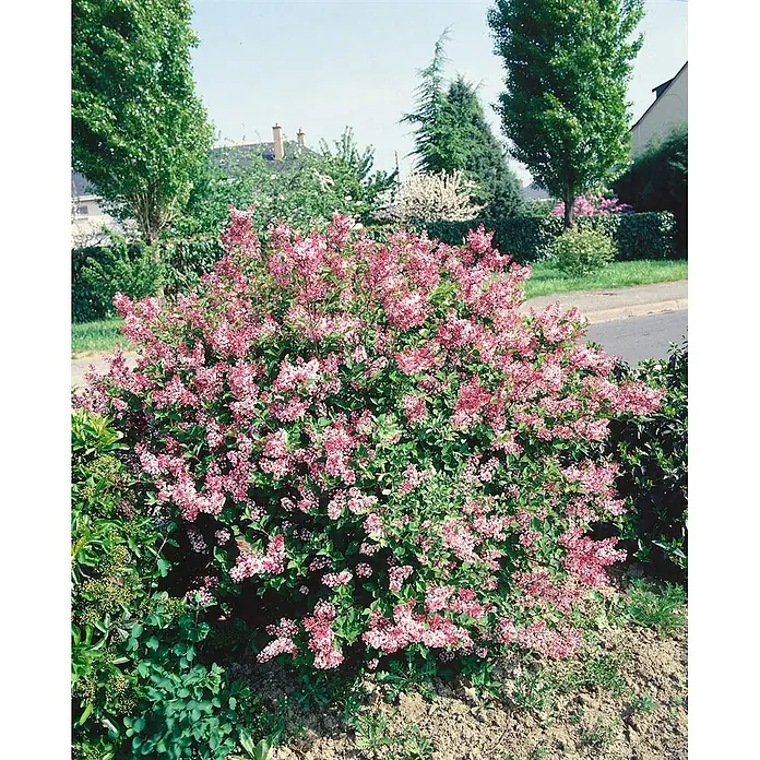 Pflanzen für dich Flieder 125-150 cm - Syringa microphylla 'Superba' - Ein großer, rosa blühender Fliederbusch in einem Garten.