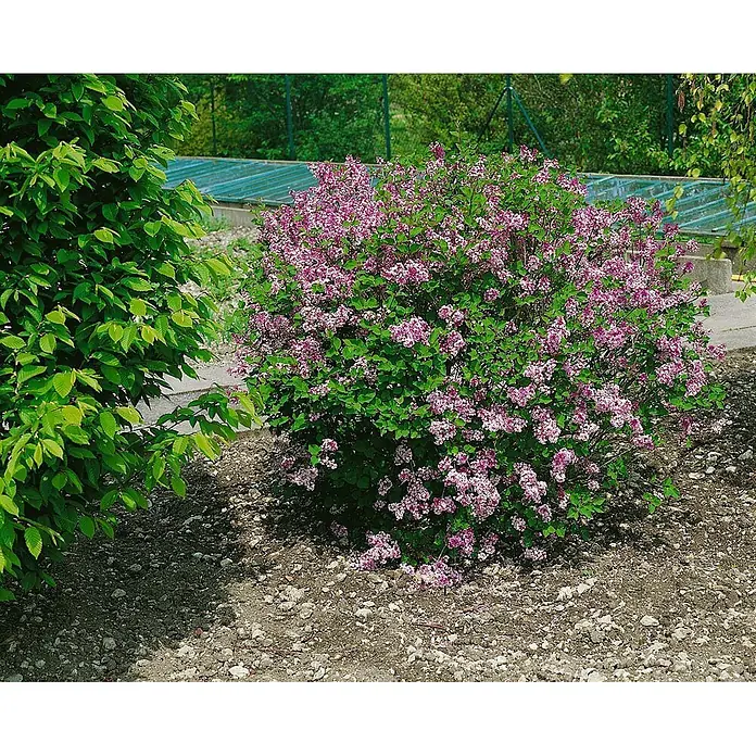 Pflanzen für dich Flieder 125-150 cm - Syringa microphylla 'Superba' - Ein üppiger, lila blühender Strauch steht auf steinigem Boden neben einem hohen grünen Busch.