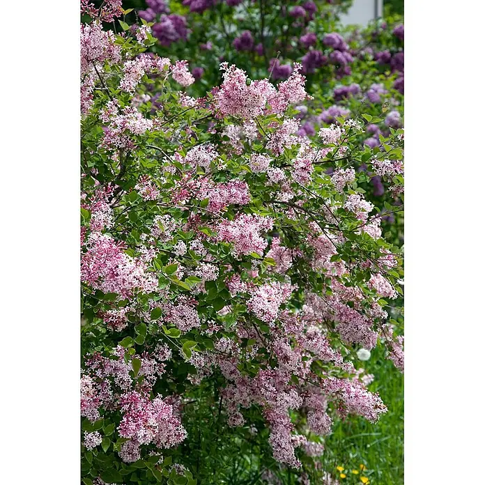 Pflanzen für dich Flieder 125-150 cm - Syringa microphylla 'Superba' - Ein üppiger Busch voller hellrosa und blasslila Fliederblüten in voller Blüte.