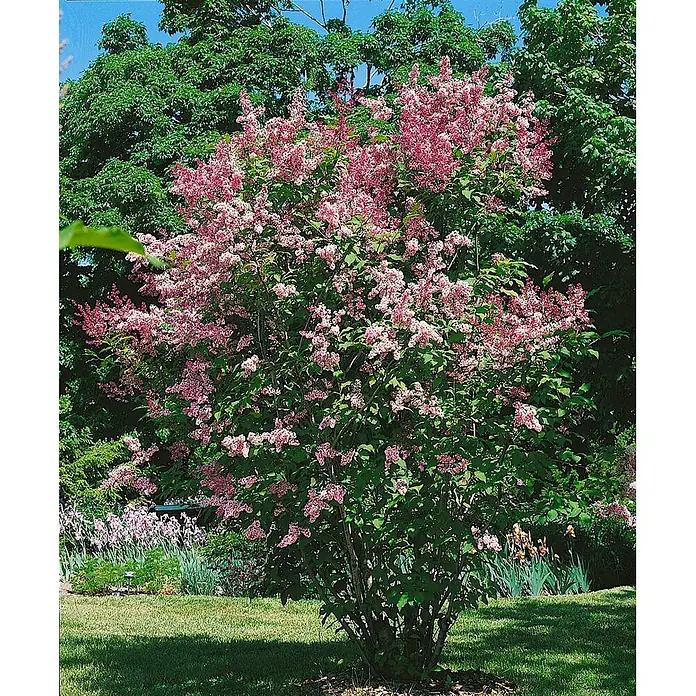 Pflanzen für dich Flieder Flieder - Syringa x prestoniae 'Redwine' - Ein leuchtend rosa blühender Fliederbusch gedeiht in einem sonnigen Garten mit grünem Laub und anderen Pflanzen.
